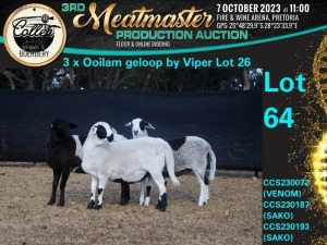 3X MEATMASTER OOI/EWE Collen Boerdery (Pay per animal)