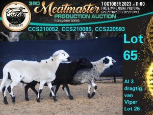 1X MEATMASTER OOI/EWE COMMERCIAL Collen Boerdery