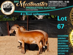 1X MEATMASTER OOI/EWE Collen Boerdery