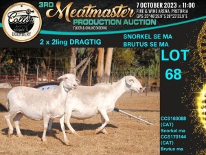 1X MEATMASTER OOI/EWE Collen Boerdery