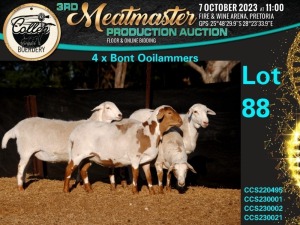 4X MEATMASTER OOI/EWE Collen Boerdery (Pay per animal)