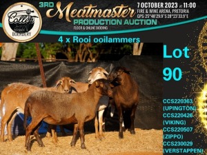 4X MEATMASTER OOI/EWE Collen Boerdery (Pay per animal)