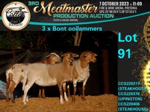 3X MEATMASTER OOI/EWE Collen Boerdery (Pay per animal)