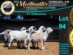 5X MEATMASTER OOI/EWE Collen Boerdery (Pay per animal)