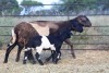 1X OOI met lam/EWE with lamb Thaba Meatmasters - Chris Barkhuizen - 076 8506726 - 2