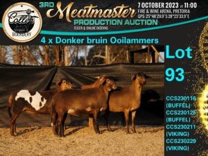 4X MEATMASTER OOI/EWE Collen Boerdery (Pay per animal)