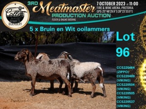 5X MEATMASTER OOI/EWE Collen Boerdery (Pay per animal)