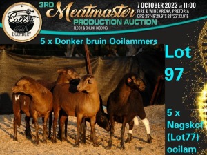 5X MEATMASTER OOI/EWE Collen Boerdery (Pay per animal)