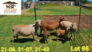 3+3X MEATMASTER OOI/EWE Aucamp Boerdery (Pay per animal)