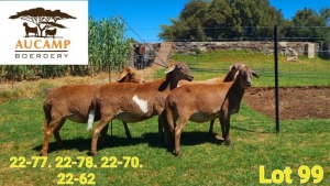 4+2X MEATMASTER OOI/EWE Aucamp Boerdery (Pay per animal)