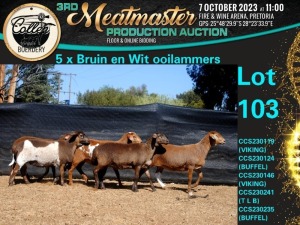 5X MEATMASTER OOI/EWE Collen Boerdery (Pay per animal)