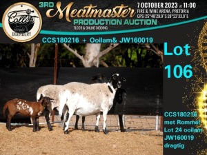 1X MEATMASTER OOI/EWE Collen Boerdery