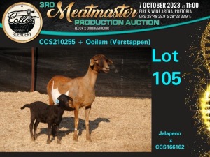 1+1X MEATMASTER OOI/EWE COMMERCIAL Collen Boerdery