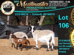 1+1X MEATMASTER OOI/EWE COMMERCIAL Collen Boerdery