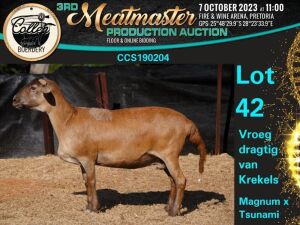 1X MEATMASTER OOI/EWE COMMERCIAL Collen Boerdery