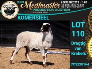 1X MEATMASTER OOI/EWE COMMERCIAL Collen Boerdery