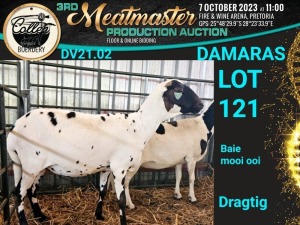 1X DAMARA OOI/EWE Collen Boerdery