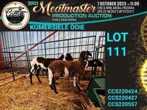 3X MEATMASTER OOI/EWE COMMERCIAL Collen Boerdery (Pay per animal)