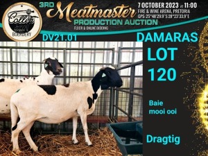 1X DAMARA OOI/EWE Collen Boerdery