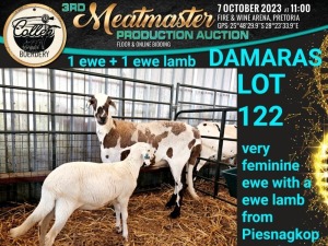 1+1X DAMARA OOI/EWE Collen Boerdery