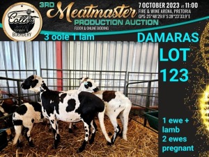 3+1X DAMARA OOI/EWE Collen Boerdery (Pay per animal)