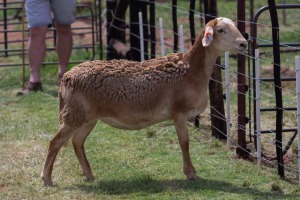 1X OOI/EWE B3 Genetics - Charles Freeme - 074 207 0007 (Highest Bidder may choose A, B or C of Lot round or take all - Pay per piece. Choice once per Lot round, Rest to take all)