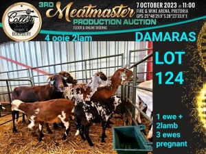 4+2X DAMARA OOI/EWE Collen Boerdery (Pay per animal)