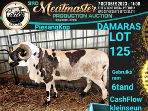 1X DAMARA RAM Collen Boerdery