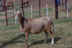 1X OOI/EWE B3 Genetics - Charles Freeme - 074 207 0007