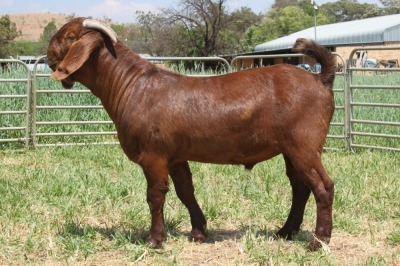 1X FLOCK KALAHARI RED BUCK KILIFI CREEK