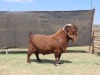 1X FLOCK COLOUR KALAHARI RED BUCK VAN HEERDEN STOET