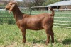 1X FLOCK KALAHARI RED DOE KILIFI CREEK