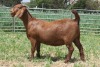 1X FLOCK KALAHARI RED DOE KILIFI CREEK