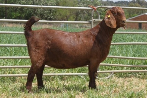 1X STUD KALAHARI RED DOE KILIFI CREEK