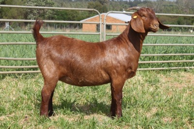 1X FLOCK KALAHARI RED DOE KILIFI CREEK