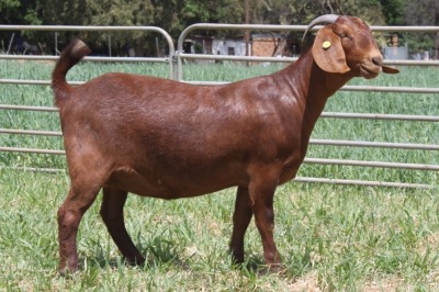 1X FLOCK TEAT KALAHARI RED DOE KILIFI CREEK