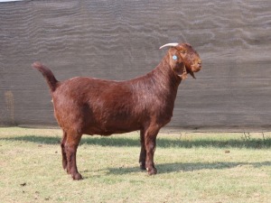 1X FLOCK KALAHARI RED DOE VAN HEERDEN STOET