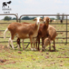 LOT 5 3X MEATMASTER DIDYMUS MEATMASTERS CHRISTOF GROBLER : 0837812076 - 3