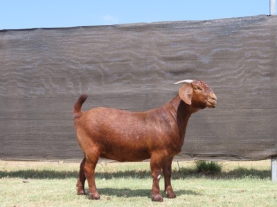 1X FLOCK KALAHARI RED DOE VAN HEERDEN STOET