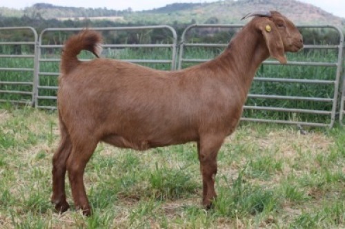 1X STUD KALAHARI RED DOE KILIFI CREEK