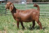 1X FLOCK KALAHARI RED DOE KILIFI CREEK