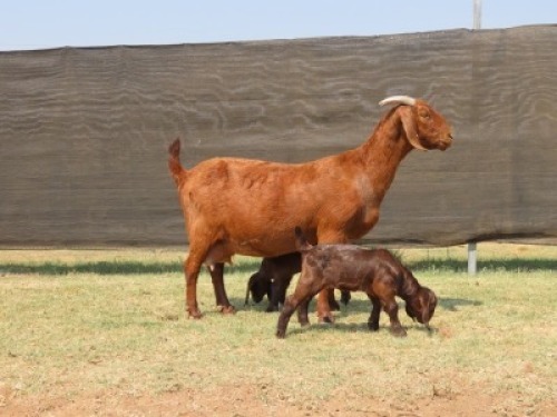 1+1X STUD KALAHARI RED DOE VAN HEERDEN STOET