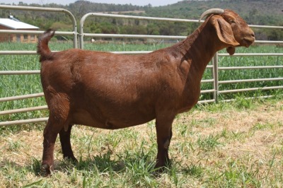 1X STUD KALAHARI RED DOE KILIFI CREEK