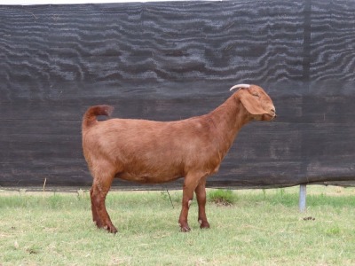 1X STUD KALAHARI RED DOE VAN HEERDEN STOET