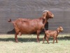 1+1X FLOCK KALAHARI RED DOE VAN HEERDEN STOET