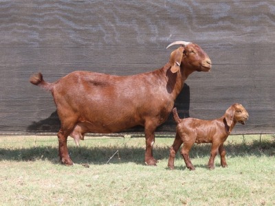 1+1X FLOCK KALAHARI RED DOE VAN HEERDEN STOET