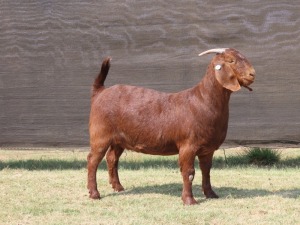 1X STUD KALAHARI RED DOE VAN HEERDEN STOET