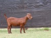 1X STUD KALAHARI RED DOE VAN HEERDEN STOET