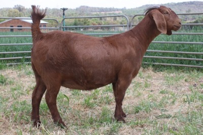 1X FLOCK KALAHARI RED DOE KILIFI CREEK