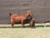 1+1X STUD KALAHARI RED DOE VAN HEERDEN STOET